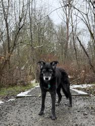 Lost Male Dog last seen last seen in the Dania parking lost maybe headed east, Kirkland, WA 98033