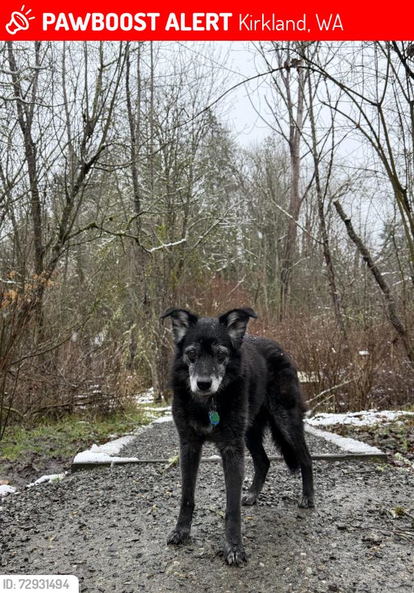 Lost Male Dog last seen last seen in the Dania parking lost maybe headed east, Kirkland, WA 98033