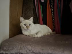 Reunited Female Cat last seen Morrie Ave and covered wagon drive , Cheyenne, WY 82007