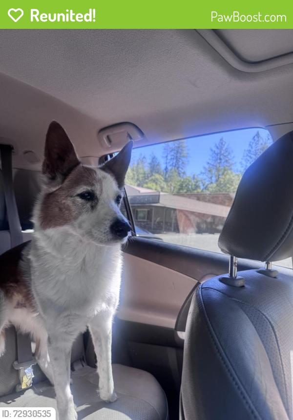 Reunited Male Dog last seen Meadow gate rd , Meadow Vista, CA 95722