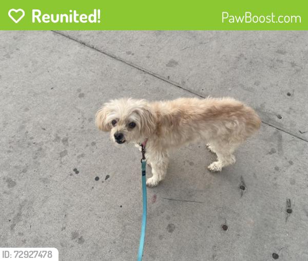 Reunited Female Dog last seen 23rd street and Earll Dr, Phoenix, AZ 85016