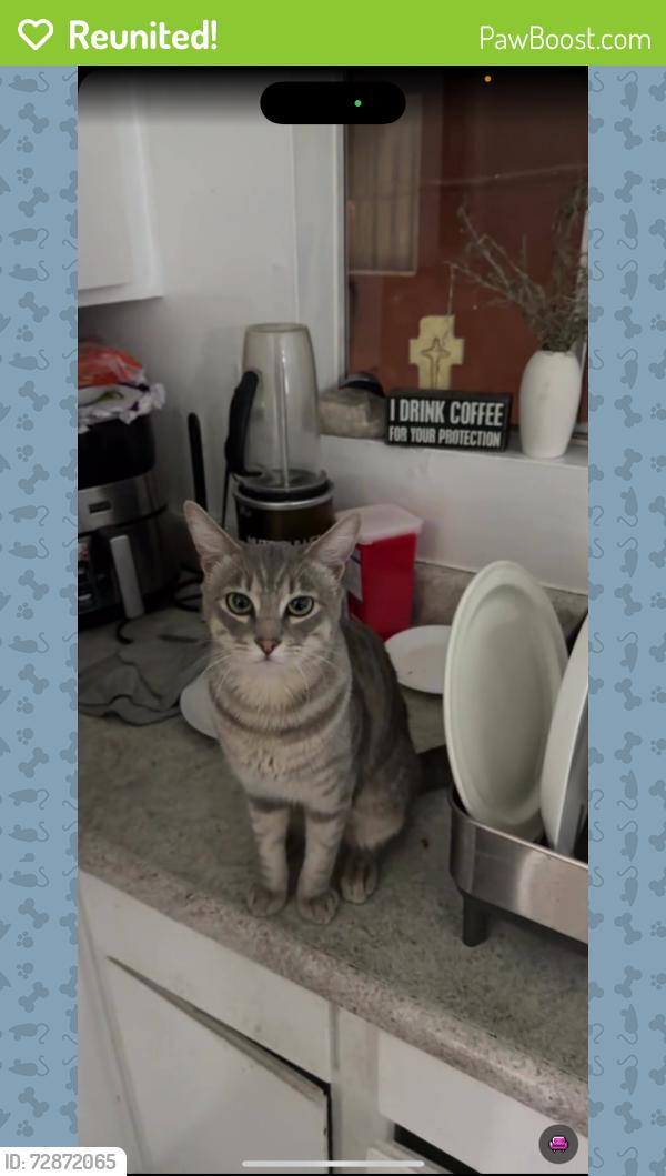 Reunited Male Cat last seen Near Alexandria Ave, Los Angeles, CA 90004, USA, Los Angeles, CA 90004
