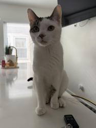 Reunited Male Cat last seen Near Euclid Ave, Berwyn, Illinois , Berwyn, IL 60402