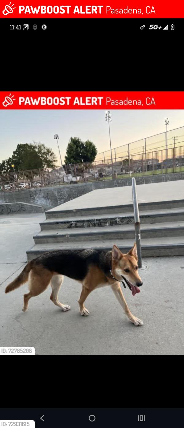 Lost Female Dog last seen Pasadena Humane Society, Pasadena, CA 91101