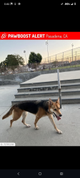 Lost Female Dog last seen Pasadena Humane Society, Pasadena, CA 91101