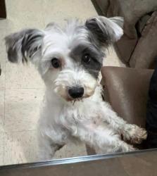 Lost Female Dog last seen Los héroes San Pablo , Los Héroes San Pablo, Méx. 55765