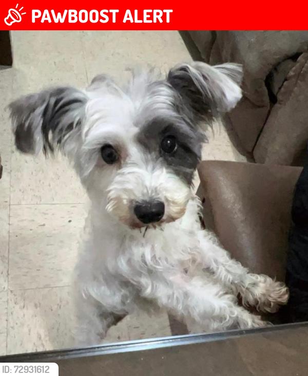 Lost Female Dog last seen Los héroes San Pablo , Los Héroes San Pablo, Méx. 55765