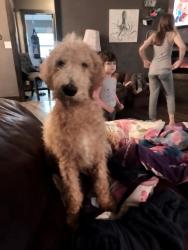Lost Male Dog last seen W 33rd Street and Hawthorne Avenue, Sioux Falls, SD 57105