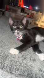 Lost Female Cat last seen Calshot, Calshot, England SO45 1BN