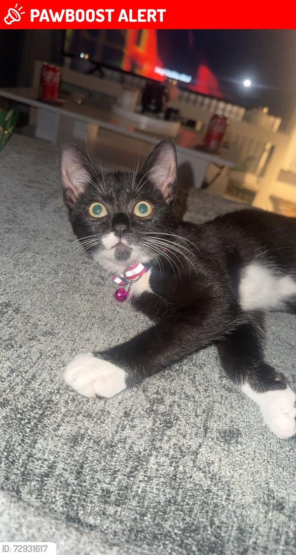 Lost Female Cat last seen Calshot, Calshot, England SO45 1BN