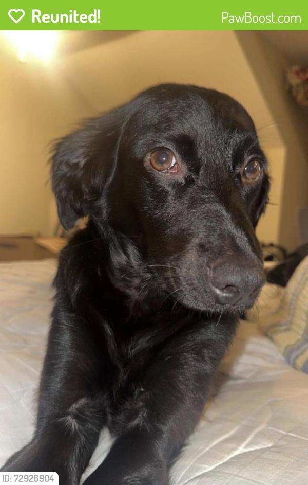 Reunited Male Dog last seen They typically like to go down Collierville-Arlington and Fletcher. , Collierville, TN 38017