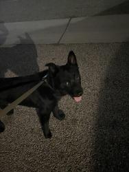 Found/Stray Male Dog last seen Driftwood st Oxnard CA, Oxnard, CA 93035