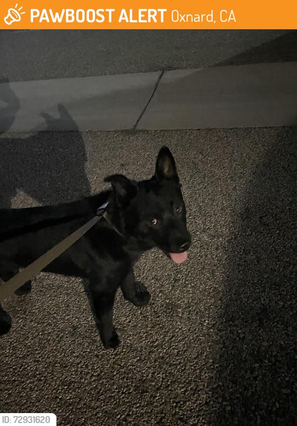 Found/Stray Male Dog last seen Driftwood st Oxnard CA, Oxnard, CA 93035