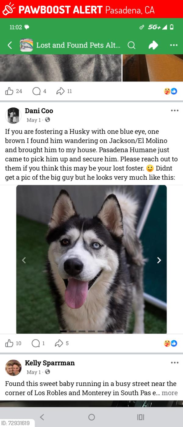 Lost Male Dog last seen Pasadena Humane Society, Pasadena, CA 91101