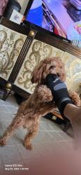 Lost Male Dog last seen Near fenton parkway, San Diego, CA 92108