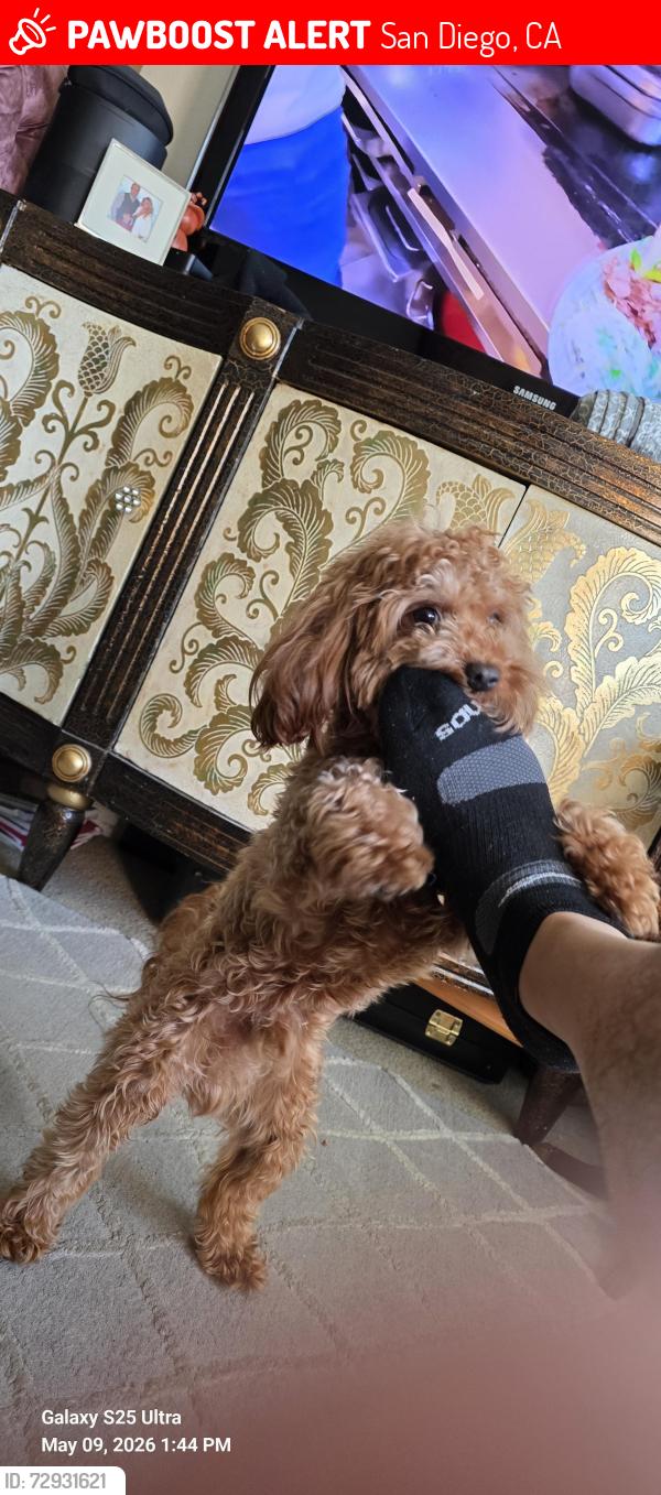Lost Male Dog last seen Near fenton parkway, San Diego, CA 92108