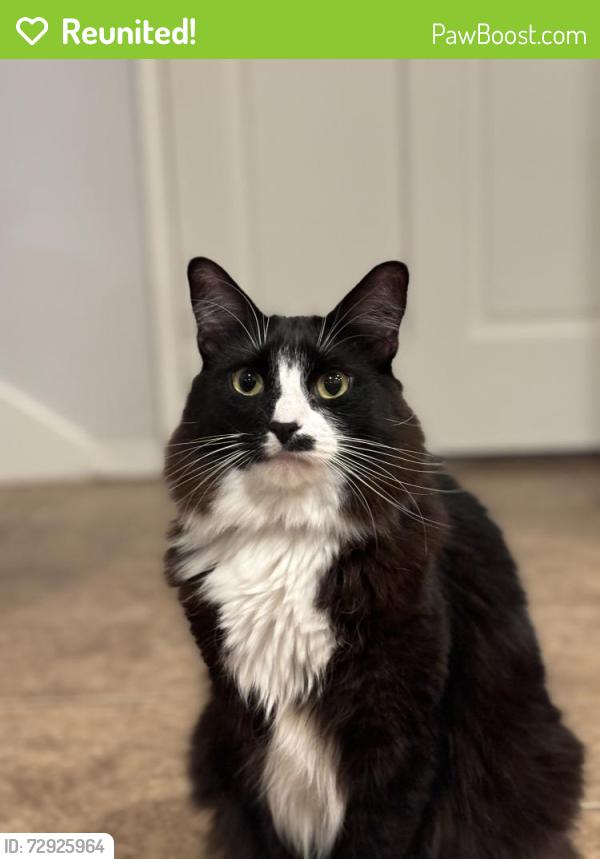 Reunited Male Cat last seen Near Moonridge Rd, Whittier, CA 90601, USA, Whittier, CA 90601