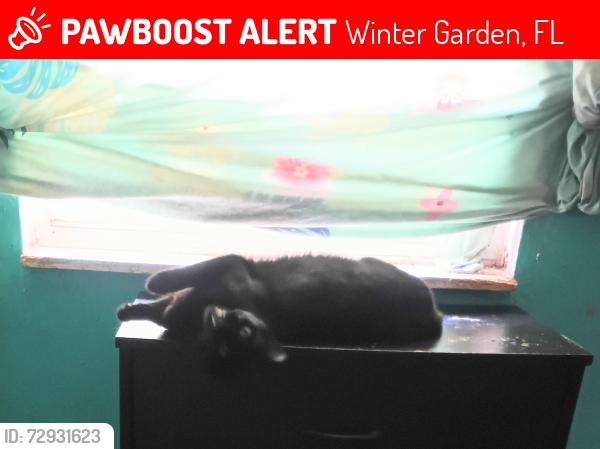 Lost Female Cat last seen Near, Winter Garden, FL 34787