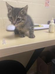 Shelter Stray Male Cat last seen REDONDO AVE & LINDLEY DR, Sacramento, CA 95818