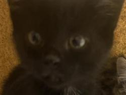 Shelter Stray Female Cat last seen REDONDO AVE & LINDLEY DR, Sacramento, CA 95818