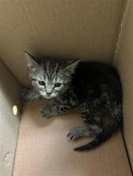 Shelter Stray Female Cat last seen GREENHAVEN DR & PARK VISTA CIR, Sacramento, CA 95818