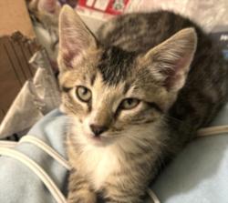 Shelter Stray Female Cat last seen , Los Angeles, CA 90031