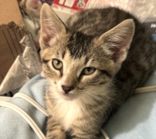 Shelter Stray Female Cat last seen , Los Angeles, CA 90031