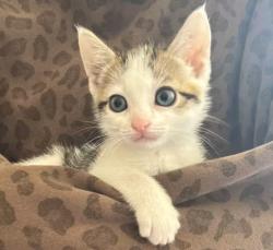 Shelter Stray Female Cat last seen , Los Angeles, CA 90031