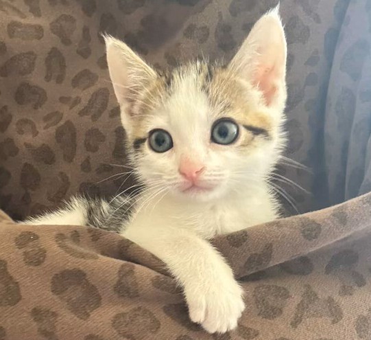 Shelter Stray Female Cat last seen , Los Angeles, CA 90031