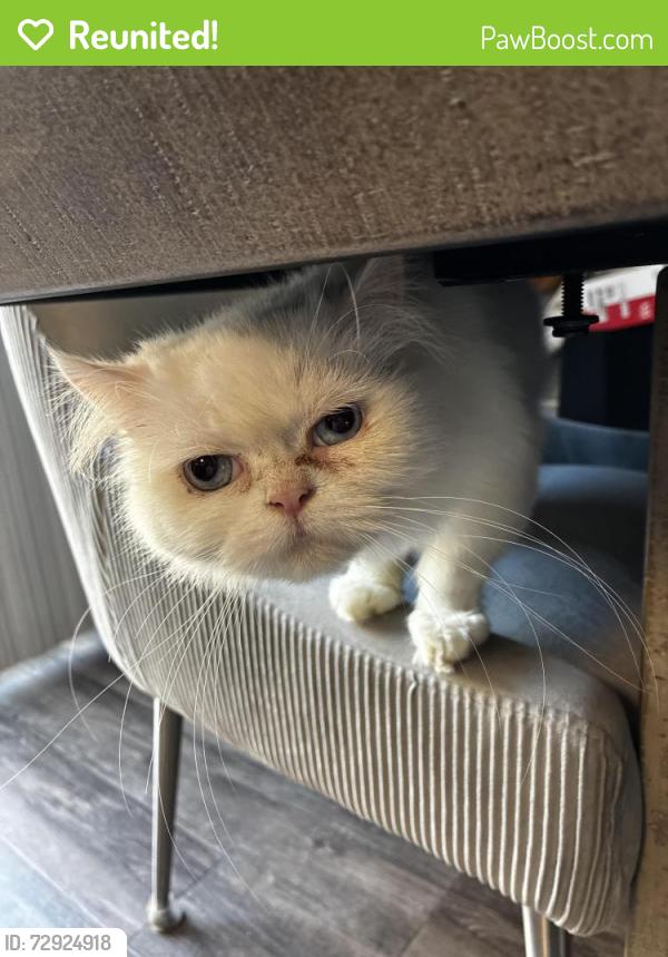 Reunited Female Cat last seen Monte vista high achool, Spring Valley, CA 91977