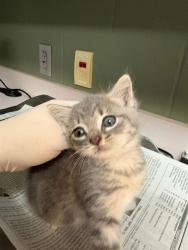 Shelter Stray Female Cat last seen FOSTER RETURN, Jacksonville, FL 32204