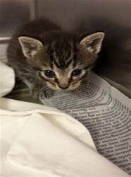 Shelter Stray Female Cat last seen Near BLOCK 103RD ST, Jacksonville, FL 32204
