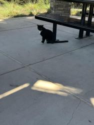 Found/Stray Unknown Cat last seen Winchester , San Jose, CA 95117