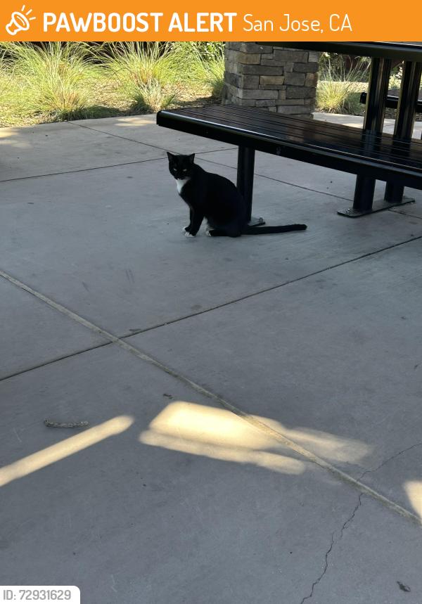 Found/Stray Unknown Cat last seen Winchester, San Jose, CA 95117