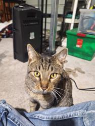 Lost Female Cat last seen St. Cloud Ave Valrico, Fl, Valrico, FL 33594