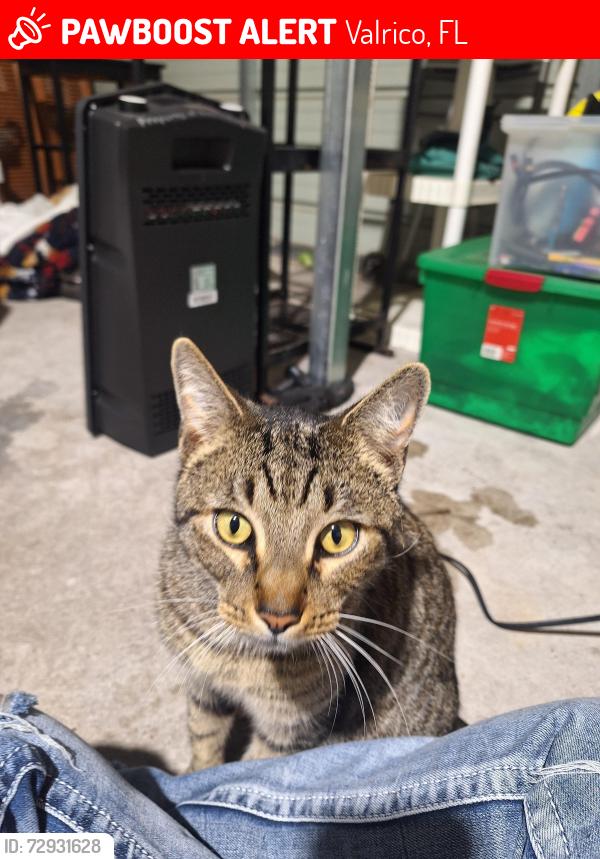 Lost Female Cat last seen St. Cloud Ave Valrico, Fl, Valrico, FL 33594