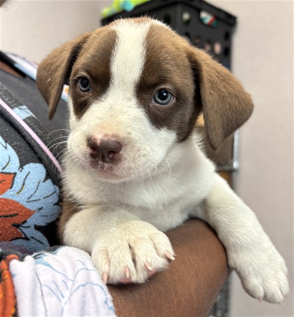 Shelter Stray Female Dog last seen Near BLOCK N RIVERSIDE AVE, San Bernardino, CA 92401