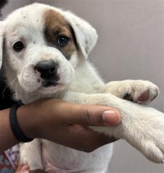 Shelter Stray Male Dog last seen Near BLOCK N RIVERSIDE AVE, San Bernardino, CA 92401