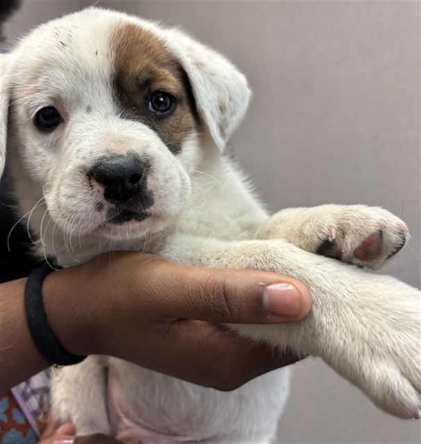 Shelter Stray Male Dog last seen Near BLOCK N RIVERSIDE AVE, San Bernardino, CA 92401