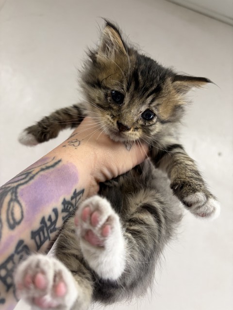 Shelter Stray Male Cat last seen W 5TH ST X N G ST, San Bernardino, CA 92401