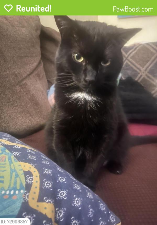 Reunited Male Cat last seen Snelling and Hague avenue, behind play it again sports shop, Saint Paul, MN 55104