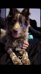 Reunited Male Dog last seen Near Chester Ave, Bremerton, WA 98337, USA, Bremerton, WA 98337
