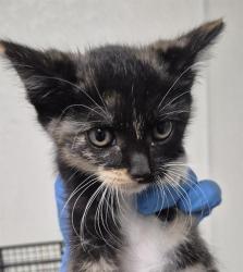 Shelter Stray Female Cat last seen Near BLOCK EARLENE AVE, BAKERSFIELD CA 93304, Bakersfield, CA 93308