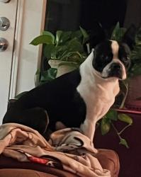 Reunited Male Dog last seen 37th & Memphis, Lubbock, TX 79413