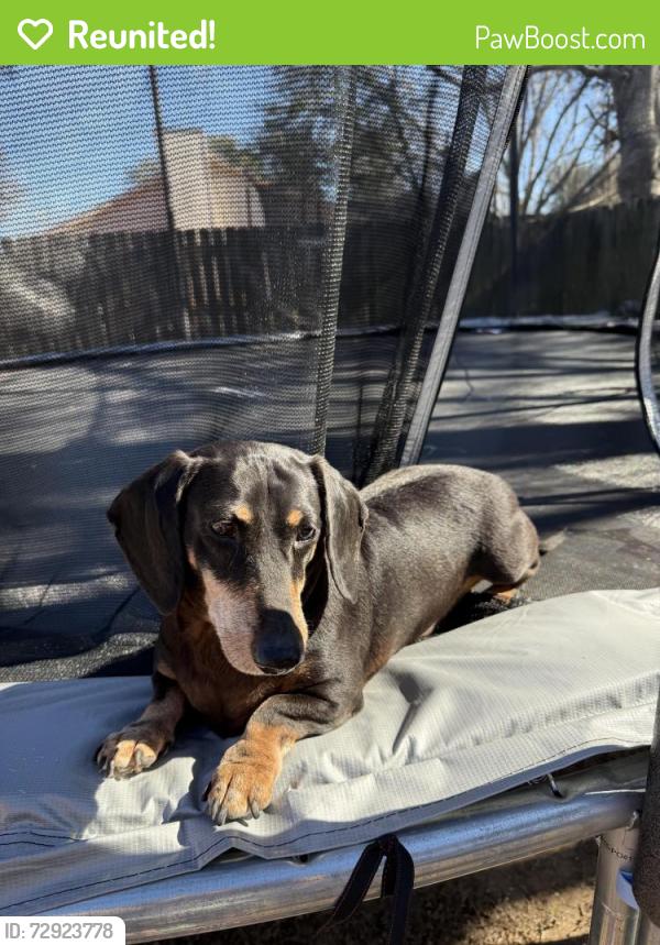 Reunited Male Dog last seen copperfield , Austin, TX 78753