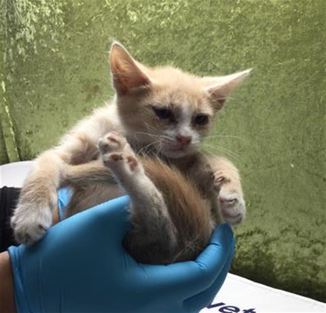 Shelter Stray Female Cat last seen Near BLOCK 45TH ST, JURUPA VALLEY, CA, Jurupa Valley, CA 92509