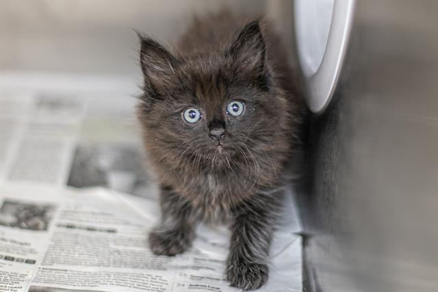 Shelter Stray Female Cat last seen CHARLOTTE, Charlotte, NC 28217