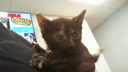 Shelter Stray Female Cat last seen CHARLOTTE, Charlotte, NC 28217