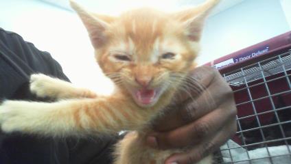 Shelter Stray Male Cat last seen CHARLOTTE, Charlotte, NC 28217