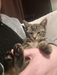 Lost Male Cat last seen Severn Centre, Highley, England WV16